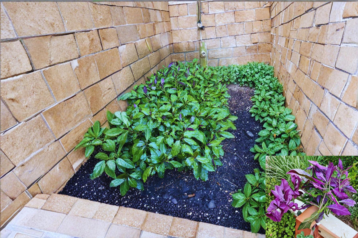Okinawa Spinach Cuttings 8 Unrooted Gynura bicolor Tropical Leafy Plant for Garden and Propagation