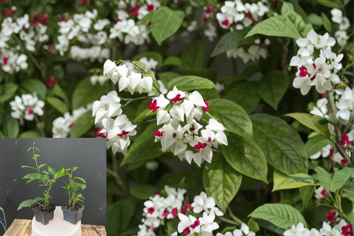 Bleeding Heart Vine Rooted Starter Plant Clerodendrum thomsoniae Red & White Flowers Tropical Climbing Vine