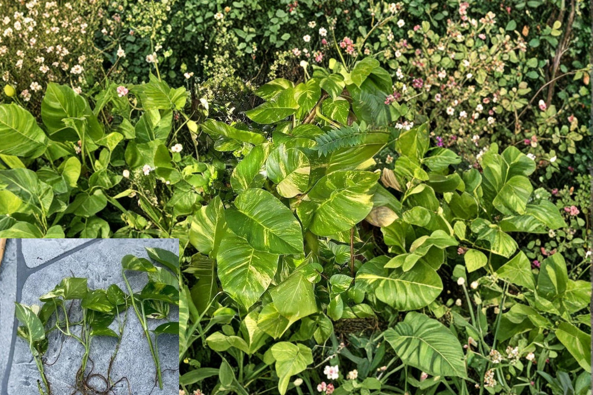 Golden Queen Pothos Cuttings – Variegated Epipremnum aureum, Trailing Houseplant, Indoor Garden, Hanging Basket, Perennial