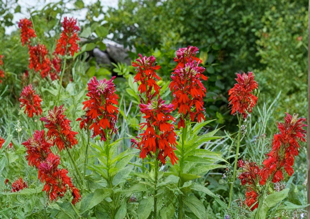 Lobelia Cardinalis Seeds – Cardinal Flower, Bright Red Perennial Wildflower for Hummingbird & Pollinator Gardens, Native Plant