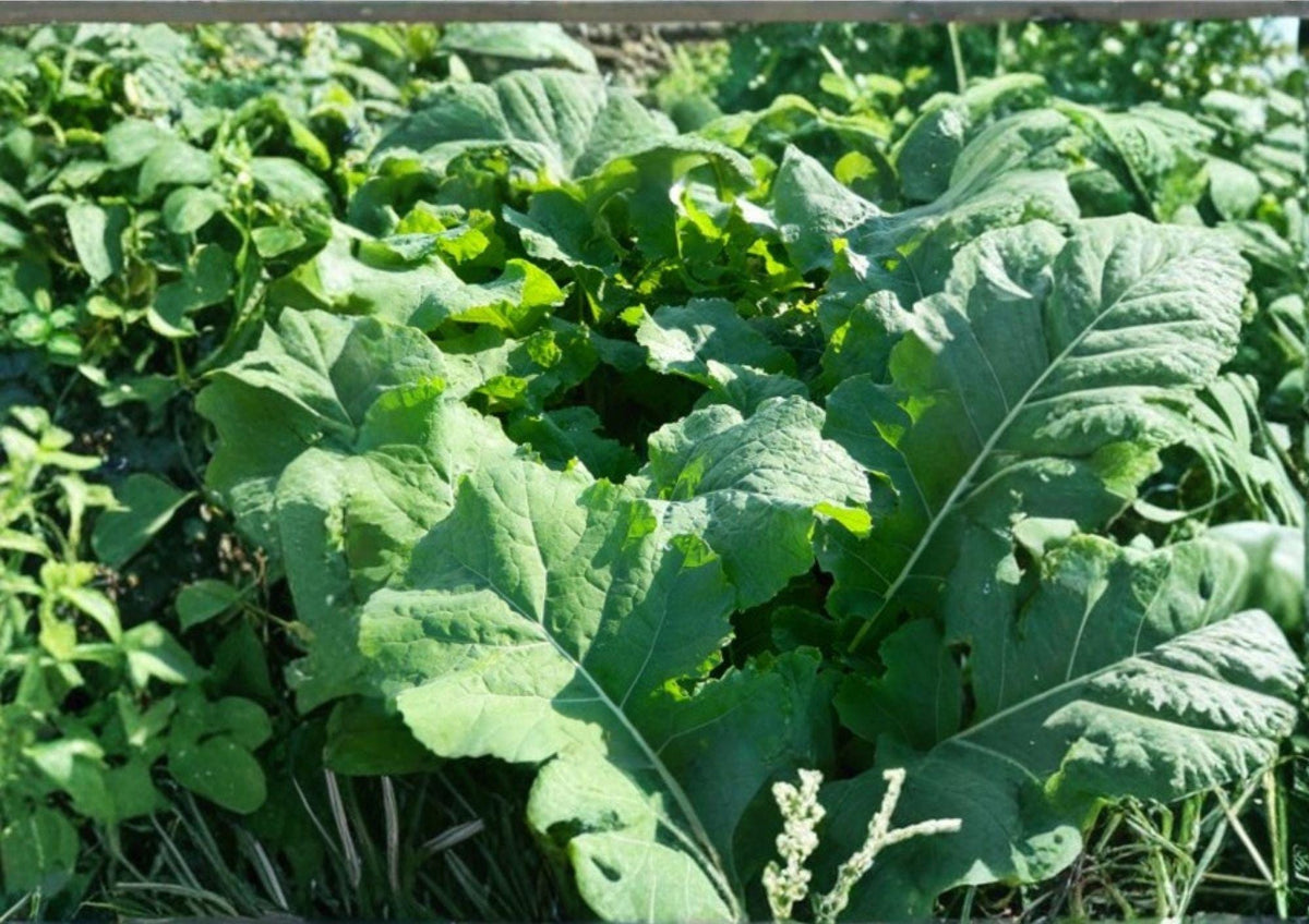 Bayou Kale Brassica oleracea 500 Seeds – Winter Hardy Cover Crop for Soil Improvement and Edible Greens
