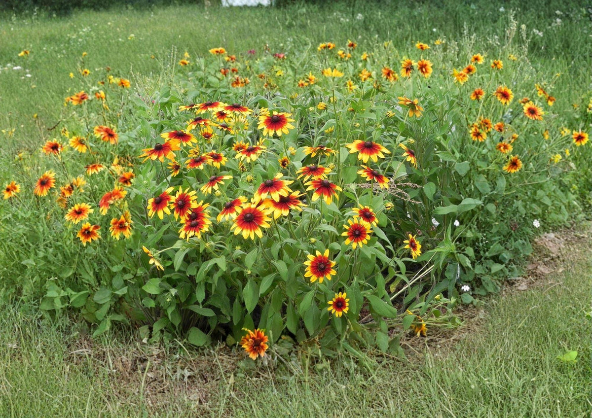 Rudbeckia Hirta Gloriosa Daisy Seeds – Bright Yellow Black-Eyed Susan Wildflower for Pollinator Gardens & Wildflower Beds