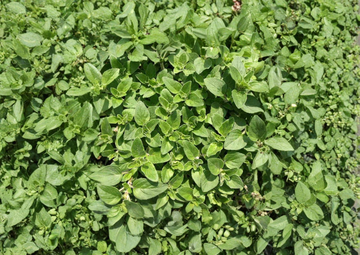 Sweet Marjoram Seeds, Heirloom Non-GMO, Aromatic Culinary Herb, Origanum majorana, for Garden, Herb Planting, Pollinator-Friendly