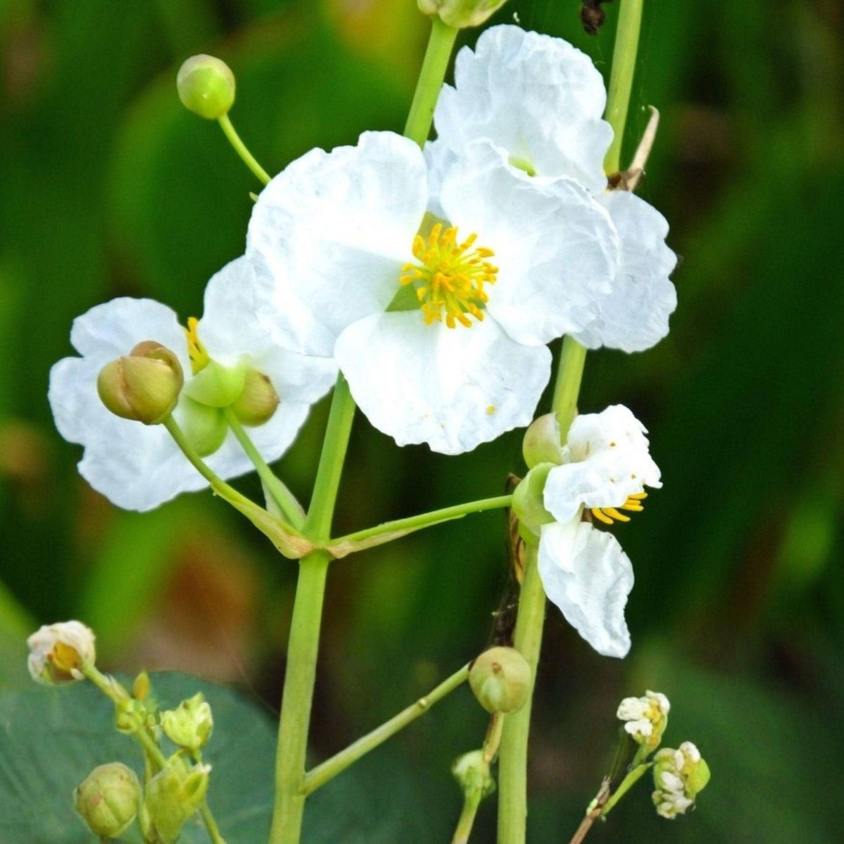 Common Arrowhead Seeds 100 Sagittaria latifolia Native Aquatic Plant for Ponds, Wetlands, Water Gardens