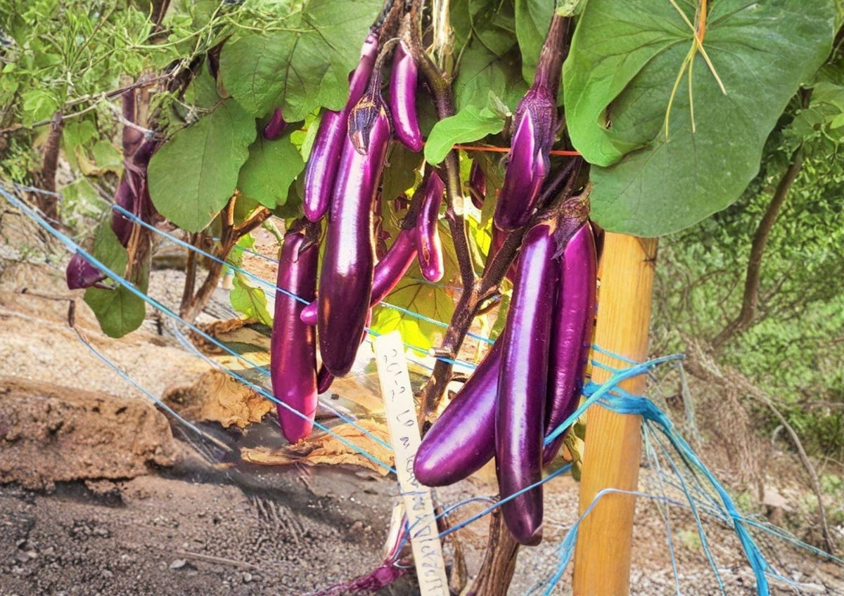 Long Purple Asian Eggplant Seeds – Heirloom Non-GMO Vegetable for Garden Beds & Containers, Slender Purple Fruits, Easy to Grow