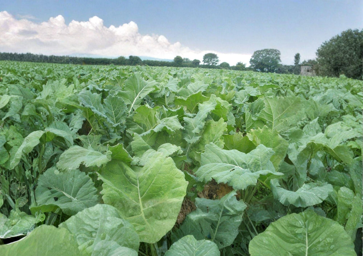 Dwarf Essex Rape Brassica Napus Seeds – Cold Hardy Cover Crop & Forage for Soil Improvement & Wildlife | 500 Seeds