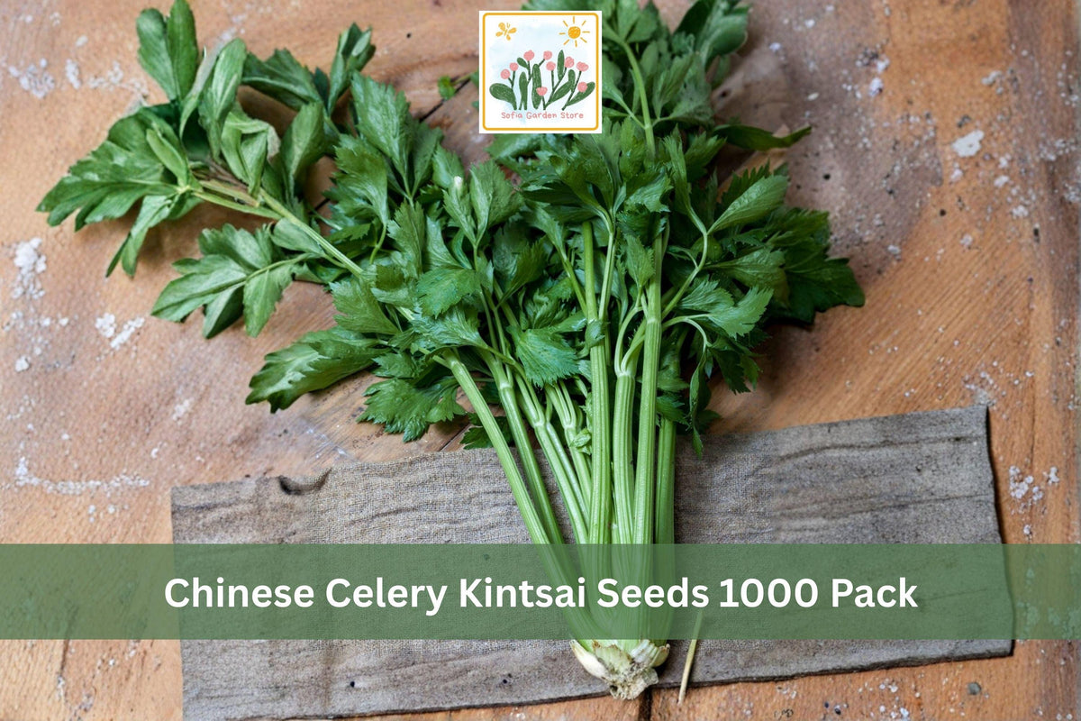 Chinese Celery Seeds 1000 Pack - Kintsai Dark Green Apium graveolens var. secalinum for Asian Vegetable Garden