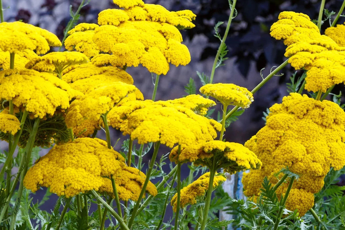 Gold Yarrow Seeds – 1000+ Non-GMO Perennial Flower for Pollinator Gardens, Achillea filipendulina