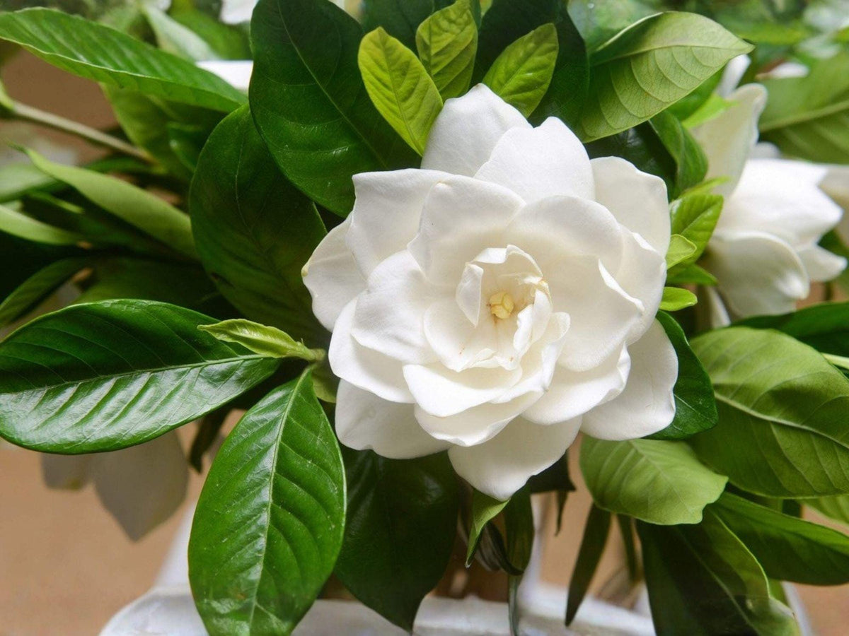 Gardenia jasminoides Seeds – Heirloom Cape Jasmine Flowering Plant for Garden, Patio & Landscape