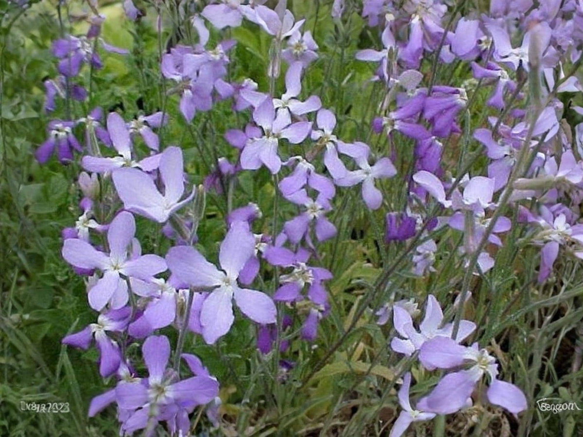 Evening Scented Stock Seeds | Heirloom Fragrant Night Bloom Flower | Non-GMO Garden Planting | Matthiola longipetala