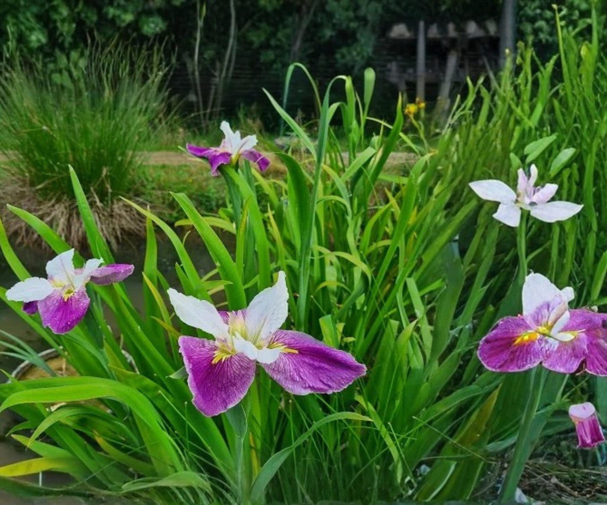 Bi-Color Louisiana Iris Live Plant – White Purple Bog Water Garden, Hardy Aquatic Marginal Pond Plant