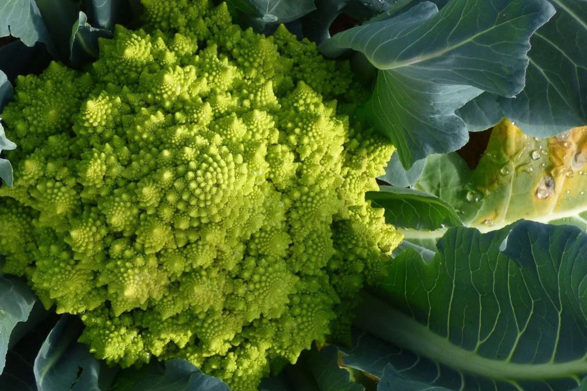 Romanesco Broccoli Seeds - Heirloom Fractal Cauliflower, Non-GMO, Brassica Oleracea, Nutty Flavor, Cool Season Vegetable Seeds