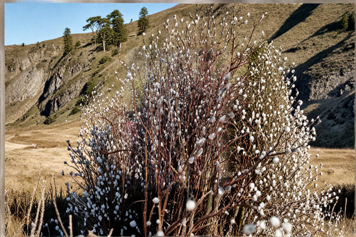 Pussy Willow Cuttings 10 Pack | Salix japonica Early Flowering Ornamental Shrub with Fuzzy Catkins
