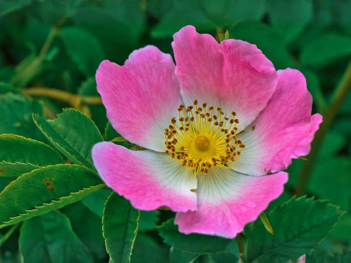Prairie Wild Rose Seeds – Heirloom Rosa arkansana Native Flower Garden Seeds for Wildflower and Native Plant Landscapes