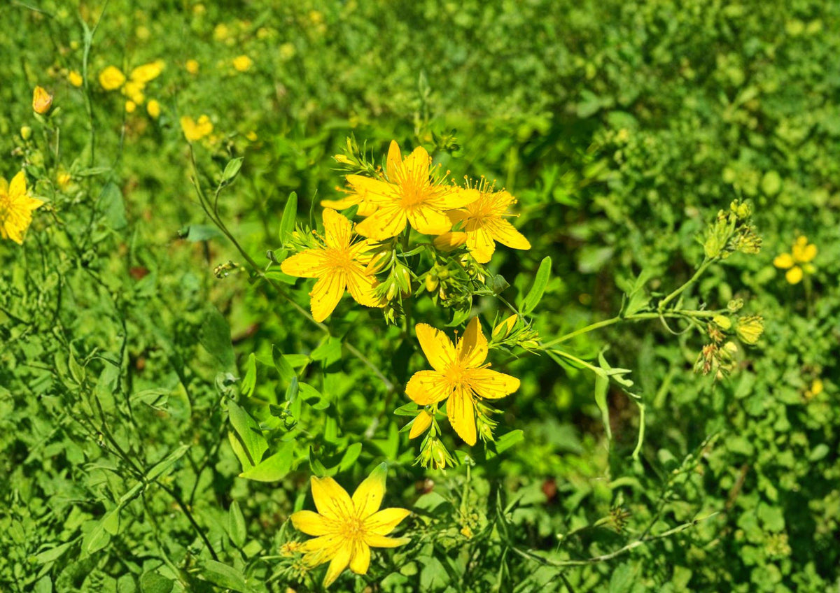500 St. Johns Wort Seeds, Hypericum perforatum, Yellow Medicinal Herb, Non-GMO, Heirloom, Pollinator Garden, Herbal Remedy, Perennial Plant