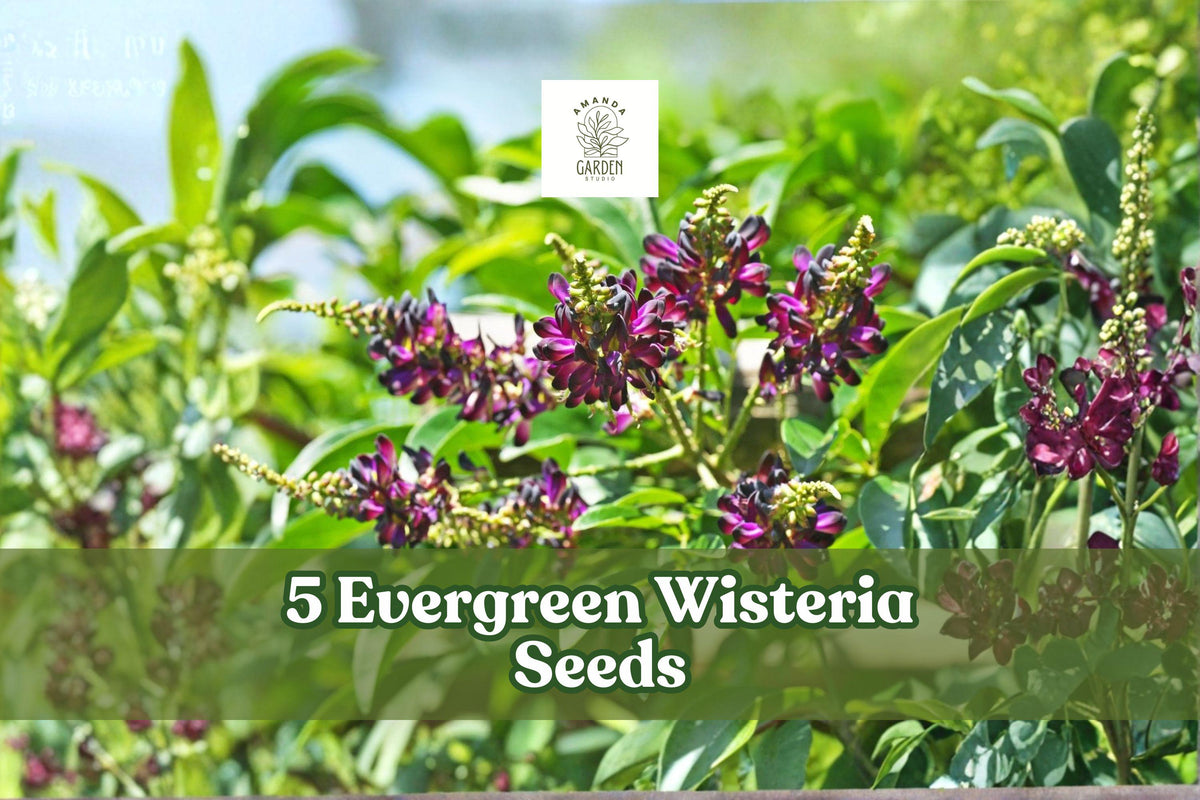 Evergreen Wisteria Seeds – Pink & White Climbing Vine, Perennial Flowering Plant, Wisteria spp.