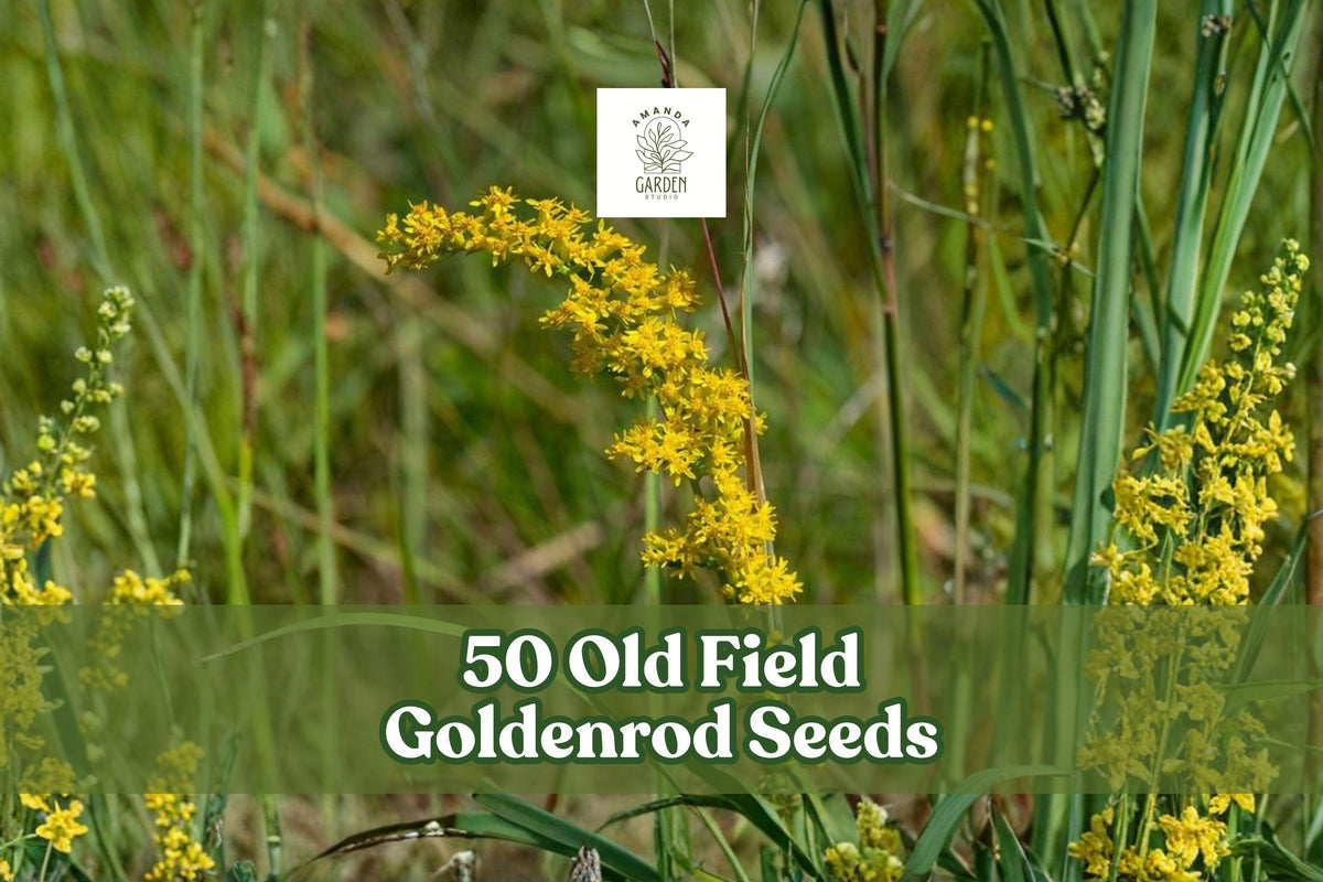Old Field Goldenrod Seeds – Solidago nemoralis – Drought-Tolerant Perennial Wildflower with Bright Yellow Arching Blooms