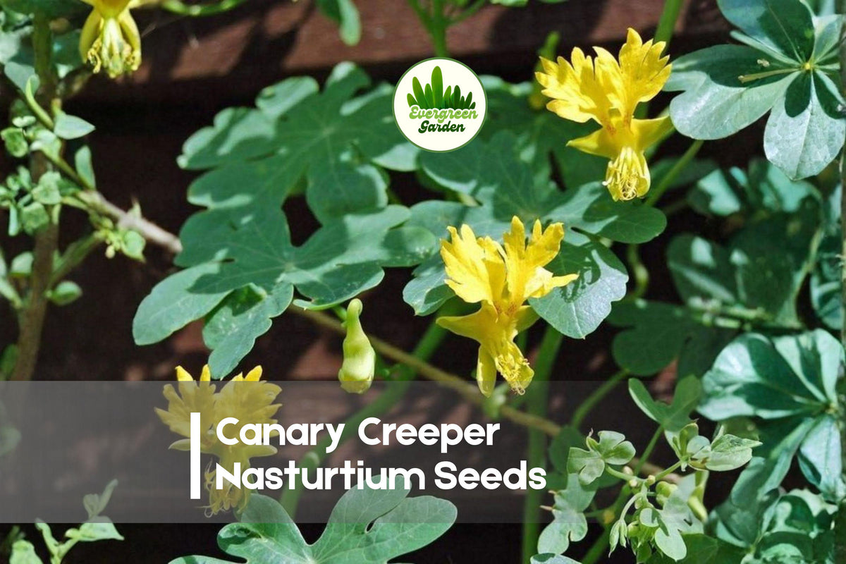 Canary Creeper Nasturtium Seeds, Climbing Vine, Bright Yellow Flowers, Tropaeolum peregrinum, Pollinator-Friendly, Garden Trellis