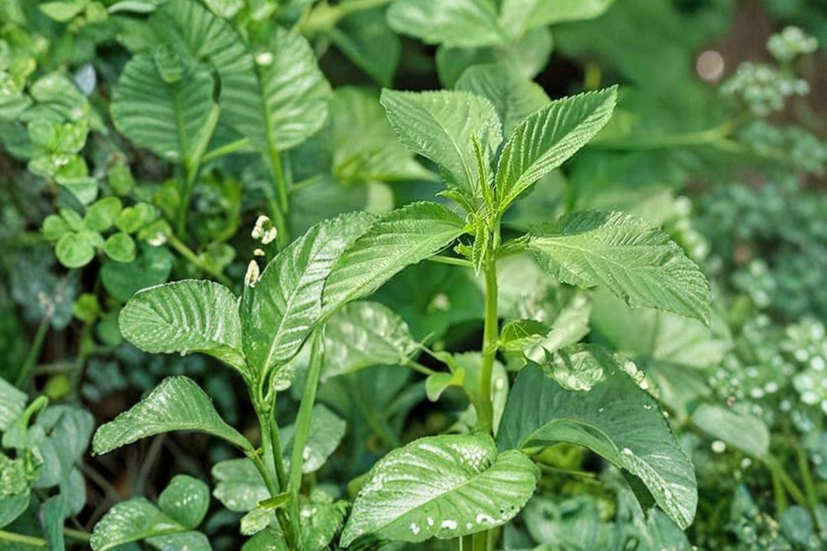 Heirloom Egyptian Spinach Seeds, Molokhia, Corchorus olitorius, Leafy Vegetable for Home Gardens, Non-GMO, Fast Growing