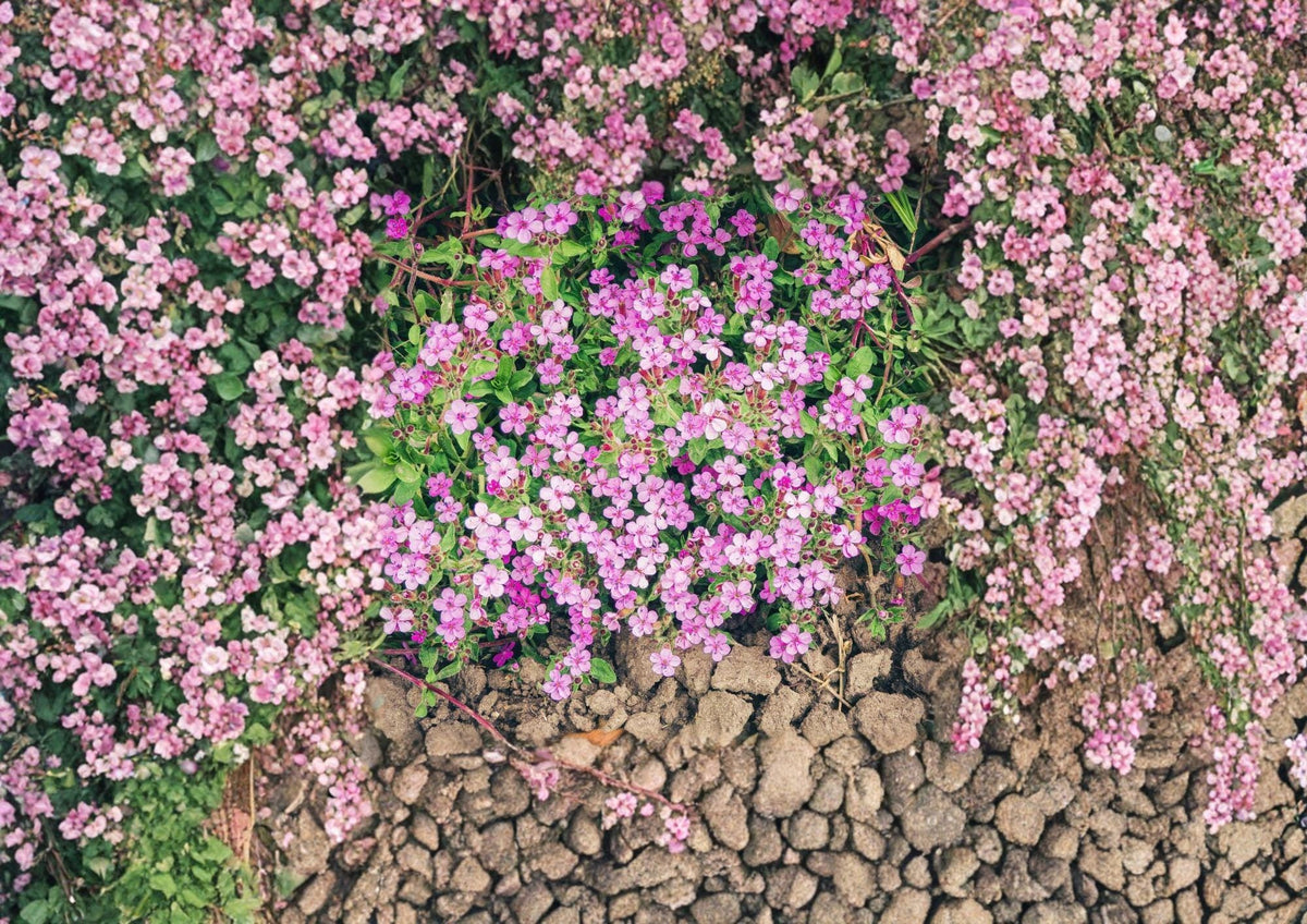 Rock Soapwort Seeds - Pink Flowering Perennial Ground Cover for Rock Gardens & Borders - Saponaria ocymoides