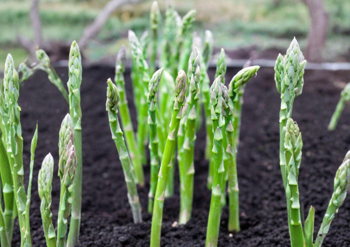 100+ Asparagus Seeds, Mary Washington Heirloom, Non-GMO Vegetable Seeds, Hardy Perennial Garden Planting, Edible Landscape