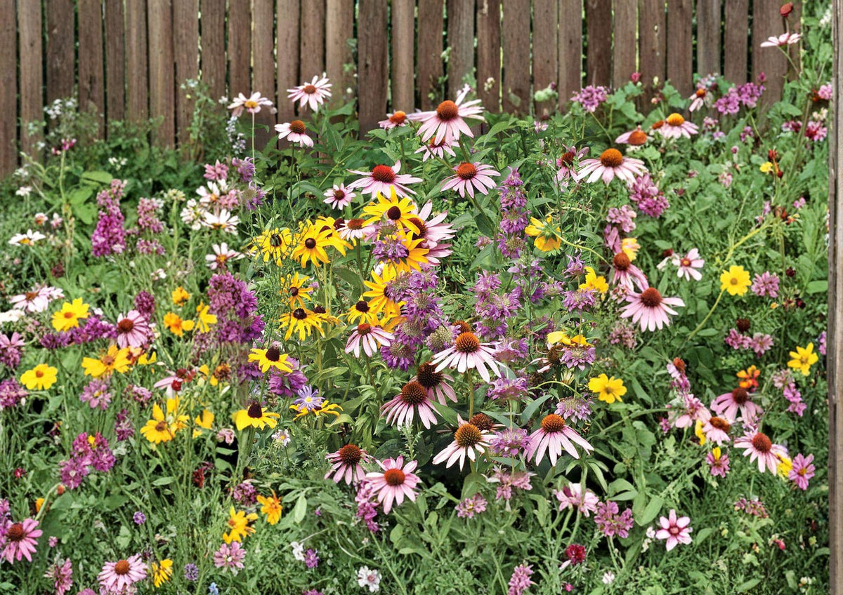 Purple Coneflower Seeds, Echinacea Purpurea, Pollinator-Friendly Wildflower, Non-GMO Heirloom, Perennial Garden Seeds
