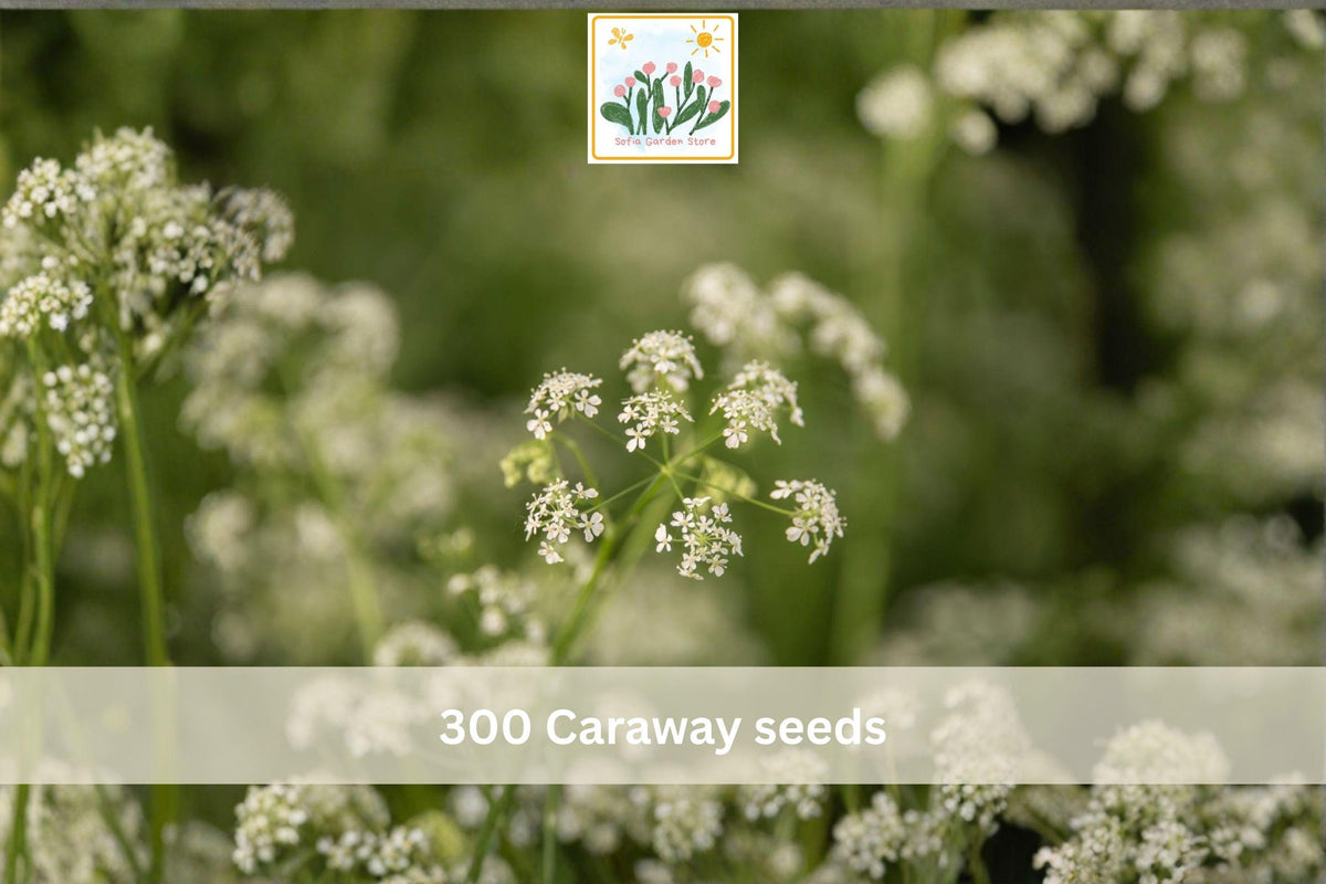 Caraway Seeds 300pcs – Culinary Herb Seeds for Garden, Carum carvi, Aromatic, Biennial, Easy to Grow