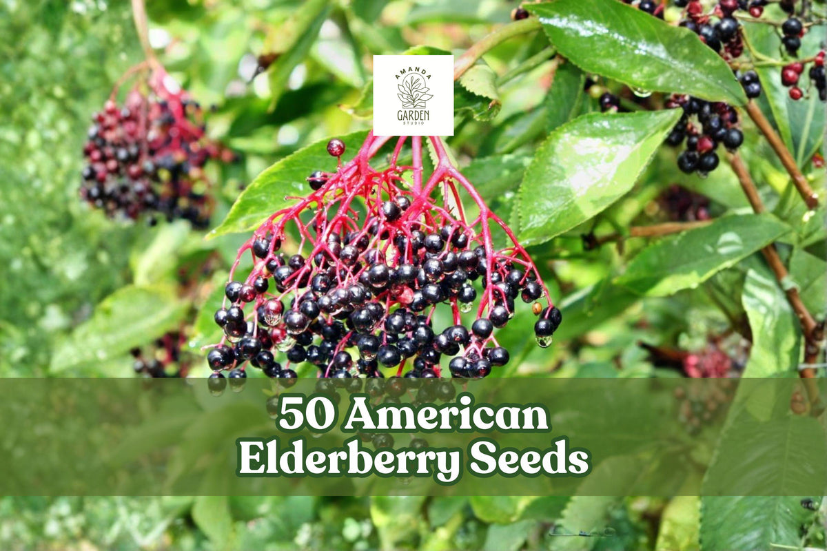 American Elderberry Seeds – Sambucus canadensis Deciduous Shrub for Berry Gardens & Landscaping (50 Seeds)