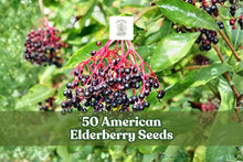 American Elderberry Seeds – Sambucus canadensis Deciduous Berry Shrub for Garden, Hedgerows & Landscape Plantings