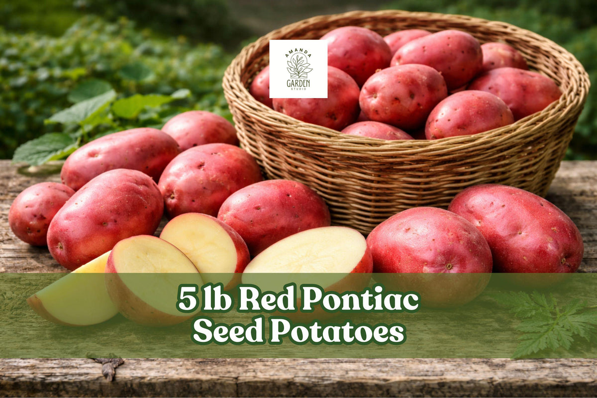 Red Pontiac Seed Potatoes – 5 lb Vegetable Crop for Garden, Red Skin, Solanum tuberosum