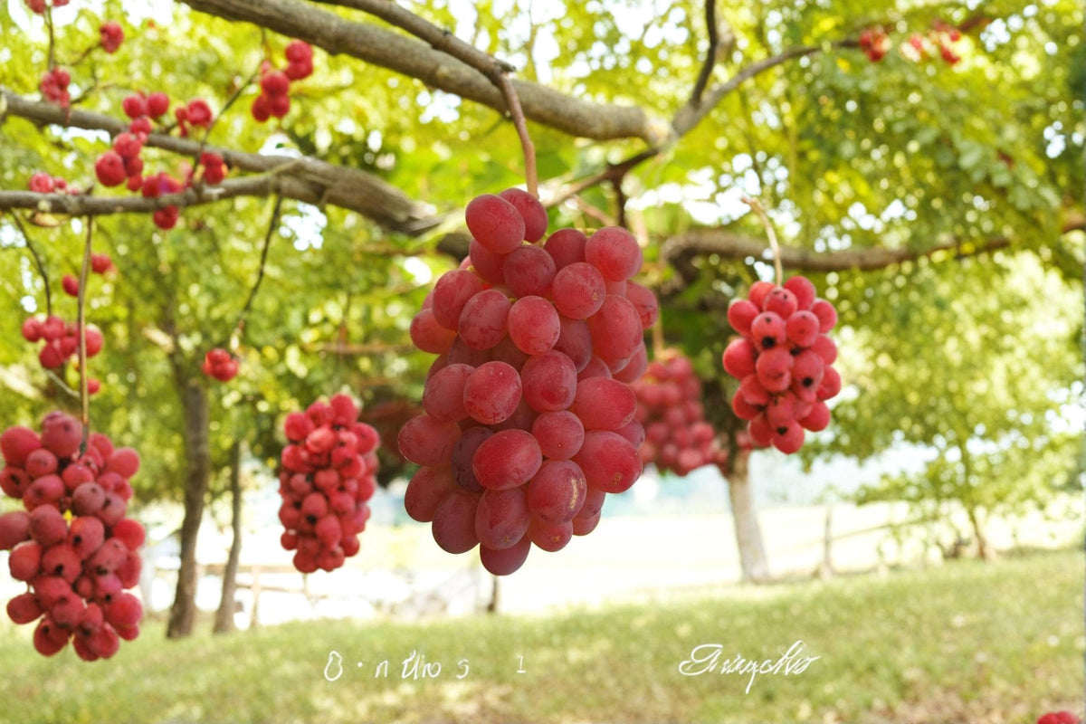 Kaiji Grape Cuttings 6-8" Vitis vinifera ‘Kaiji’ Unrooted Fruit Vine for Garden and Vineyard