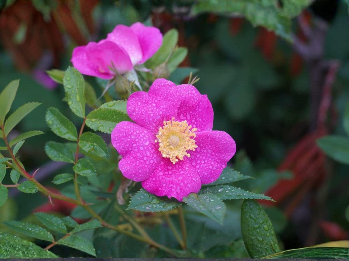 Rosa Woodsii Seeds – Heirloom Wild Prairie Rose Native Shrub for Gardens & Wildlife Pollinator-Friendly