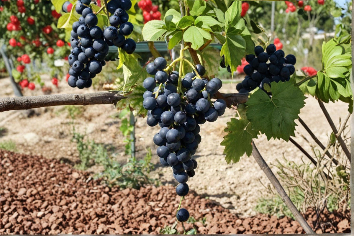 Muscat Bleu Grape Cuttings 6-8" Vitis vinifera ‘Muscat Bleu’ Unrooted Fruit Vine for Garden and Vineyard