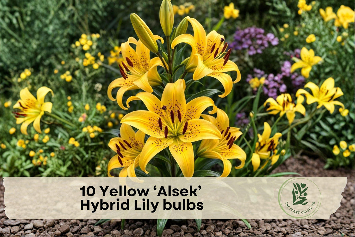 10 Yellow Alsek Hybrid Lily Bulbs – Bright Perennial Flower Bulbs for Garden Beds & Borders – Lilium hybridum