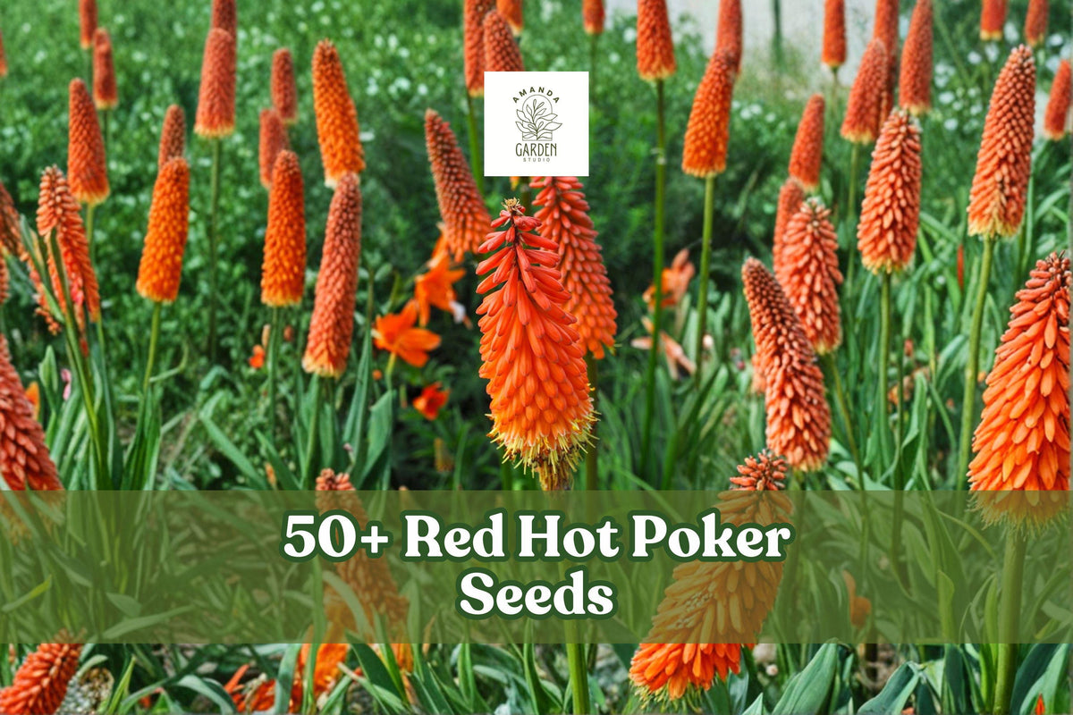 Red Hot Poker Seeds – Kniphofia uvaria Perennial with Red & Yellow Torch Flowers, Full Sun, Garden Border, 50+ Seeds