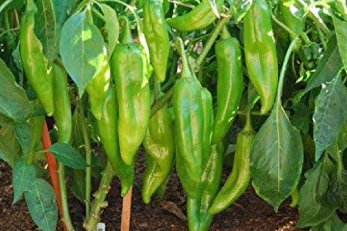 Big Jim Pepper Seeds – Heirloom Non-GMO High-Yield Chili Pods for Garden Planting