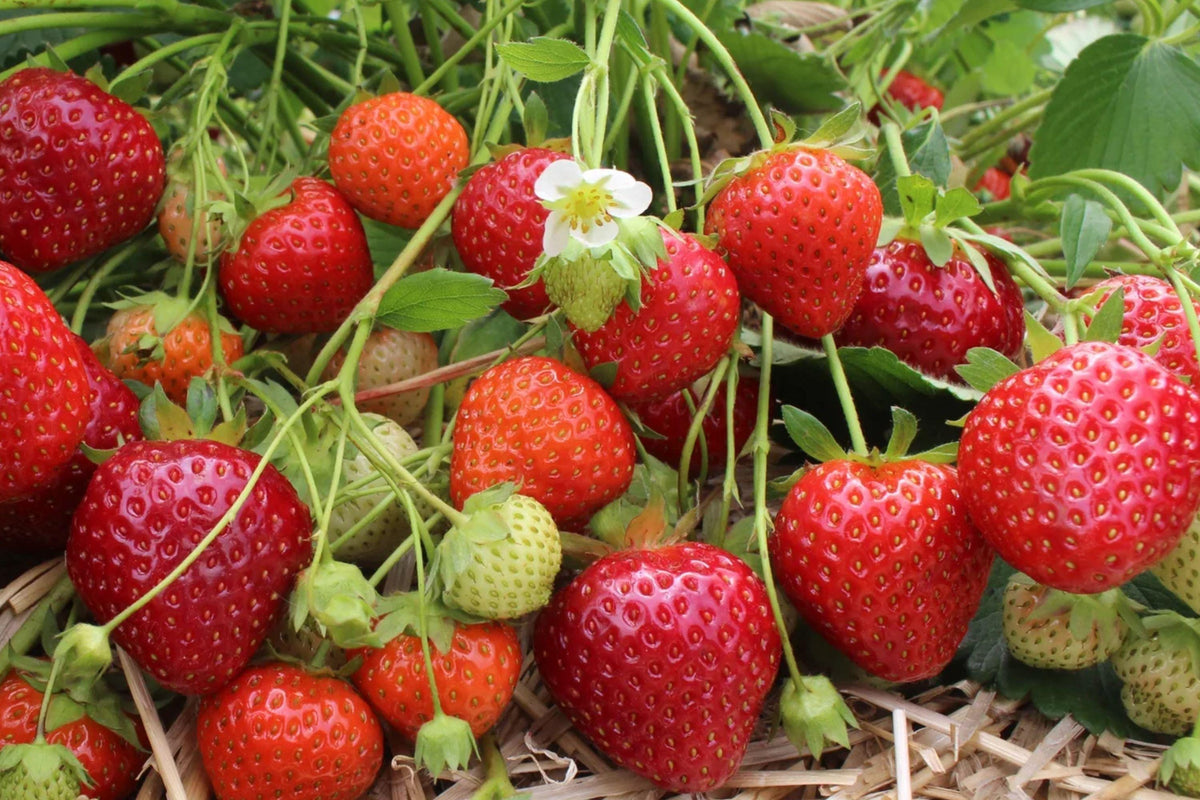 Heirloom Strawberry Seeds for Garden & Container Growing – Sweet Fragaria Fruit Plant, Non-GMO, Perfect for Fresh Eating & Jams