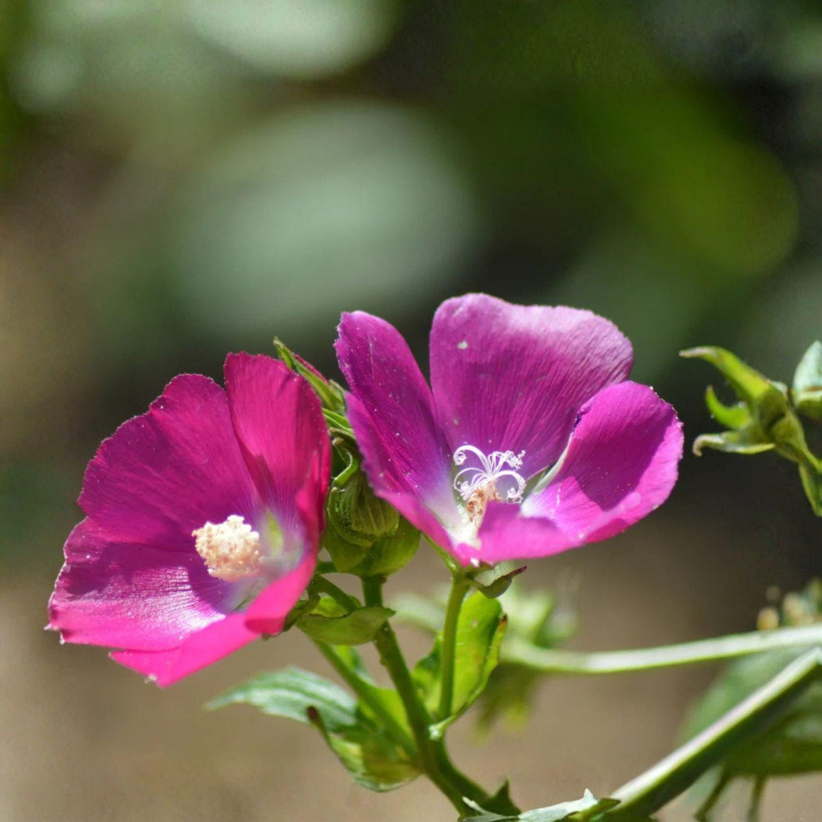 Purple Poppy Mallow Seeds – Native Drought Tolerant Wildflower for Pollinator Gardens – Callirhoe involucrata, 15 Pack