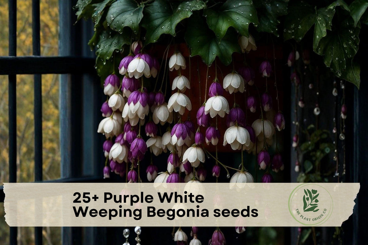 Purple White Weeping Begonia Seeds – Trailing Flowering Plant for Hanging Baskets & Containers, Begonia spp.