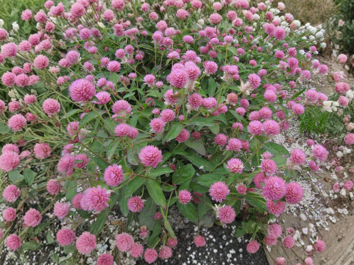 Red Clover Flower Seeds | Trifolium Pratense | Pink to Reddish-Purple Blooms | Perennial Garden Plant