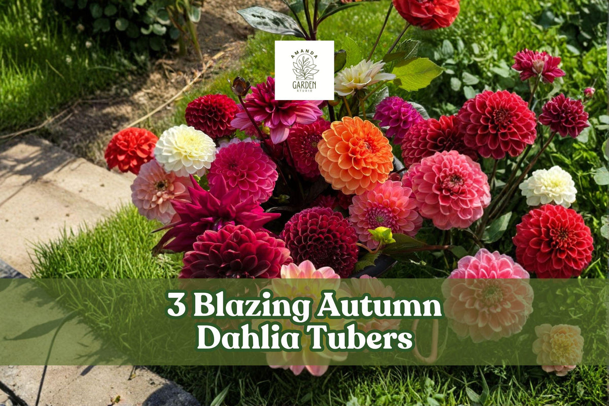 Blazing Autumn Dahlia Tubers – Mixed Color, Perennial Flowering Plant, Dahlia spp.