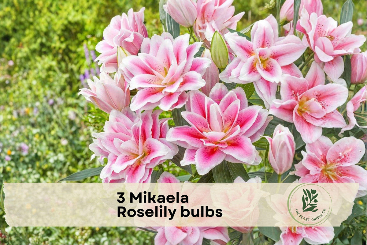 3 Mikaela Roselily Bulbs - Double Pink Pollen-Free Lily Bulbs, Lilium Oriental Hybrid, Garden Bed, Border, Perennial Flower