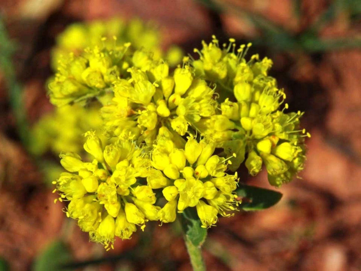 Sulfurflower Seeds – Heirloom Non-GMO Wildflower for Rock Gardens – Eriogonum umbellatum Native Plant