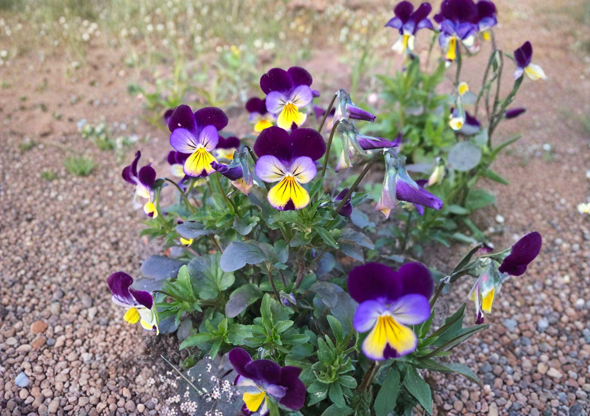 Johnny Jump Up Seeds, Viola Tricolor, Heirloom Non-GMO Flower Seeds, Colorful Pansy Wildflower Garden Planting Seeds