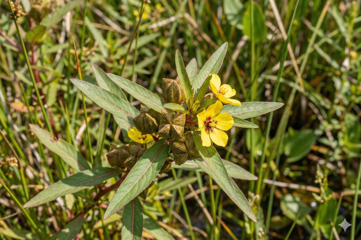 Native Wetland Plant Seeds - Ludwigia alternifolia Seedbox (1000) for Rain Gardens, Ponds, Natural Habitats, Pollinator Friendly
