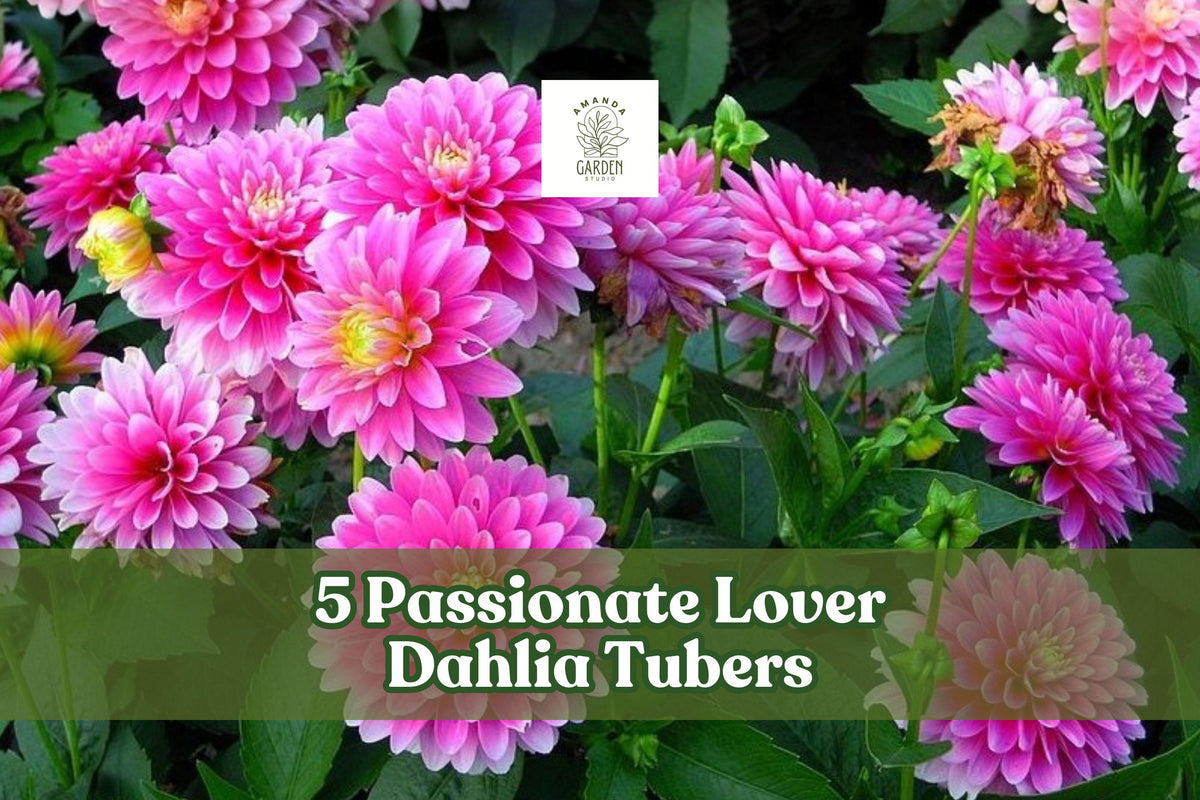Passionate Lover Dahlia Tubers – Mixed Colors, Perennial Flowering Bulbs, Dahlia spp. for Garden Beds & Containers