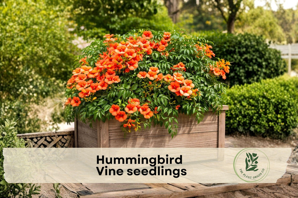 Hummingbird Vine Seedling | Trumpet Creeper Campsis radicans | Climbing Perennial Flowering Vine for Fences & Trellises