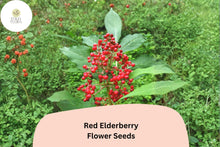 Red Elderberry Seeds – Sambucus racemosa Ornamental Shrub for Gardens, Wildlife, Hedgerows, 30 Seeds