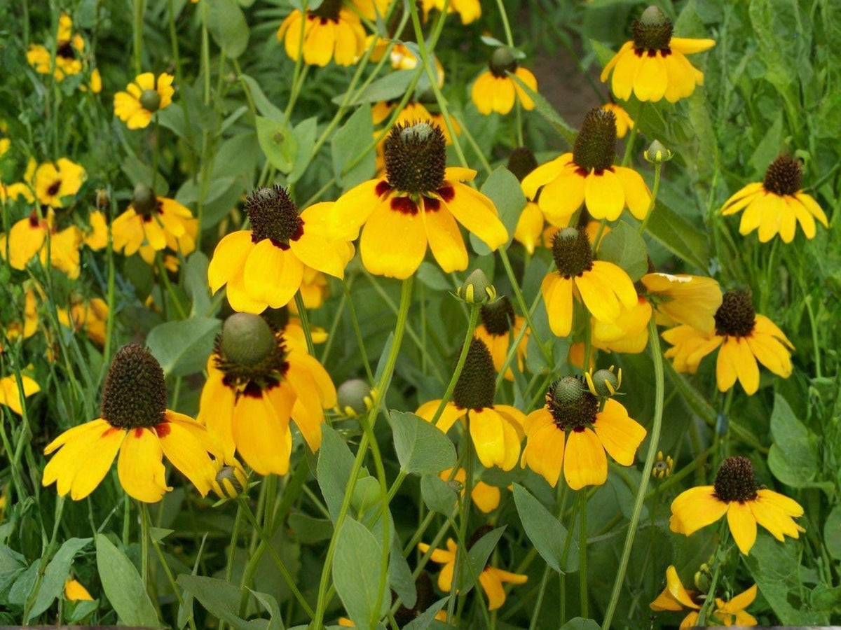 Clasping Coneflower Seeds | Heirloom Non-GMO Wildflower Seeds | Rudbeckia amplexicaulis Flowering Plant