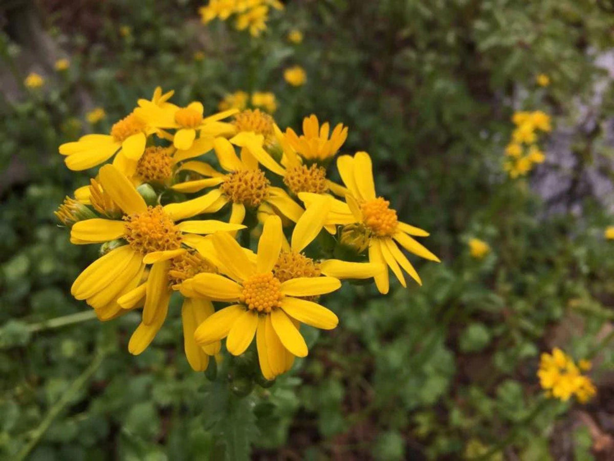 Golden Butterwort Seeds – Heirloom Non-GMO Native Wildflower, Senecio atratus, Bright Yellow Blooms, Meadow & Wildflower Garden Planting
